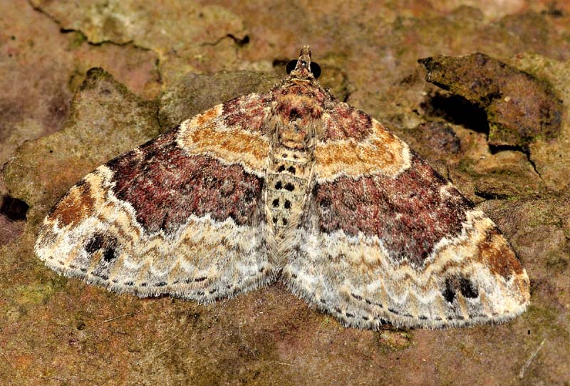 Geometridae - Xanthorhoe spadicearia